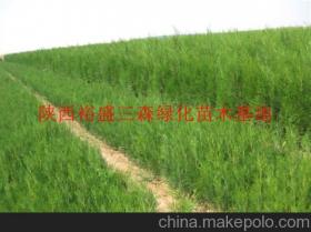陜西綠化苗木供應(yīng)商、價(jià)格行情及主要批發(fā)市場(chǎng)全解析
